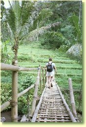 growing rice in
Bali