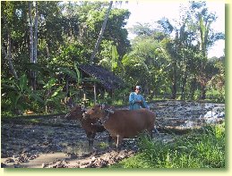 Lemukih village