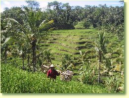 Ricepaddy in
Bali