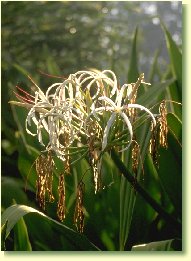 Flower Bali