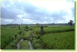 Rice Paddies