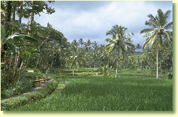 Ricepaddies Bali
