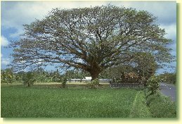 An old tree in Bali